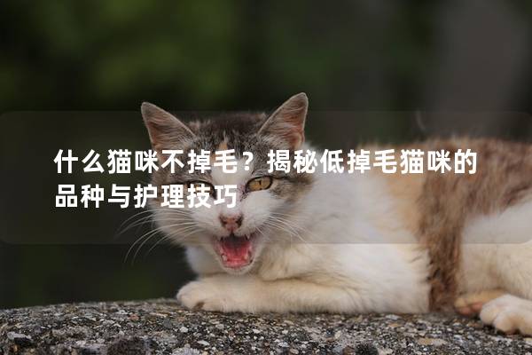 什么猫咪不掉毛？揭秘低掉毛猫咪的品种与护理技巧