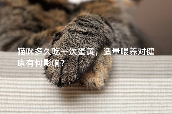 猫咪多久吃一次蛋黄，适量喂养对健康有何影响？