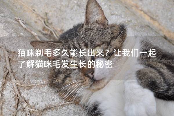 猫咪剃毛多久能长出来？让我们一起了解猫咪毛发生长的秘密