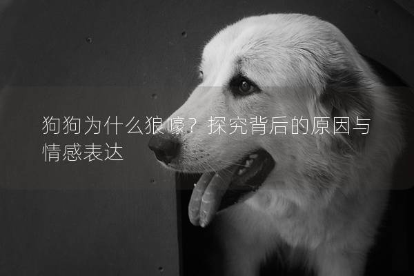 狗狗为什么狼嚎？探究背后的原因与情感表达