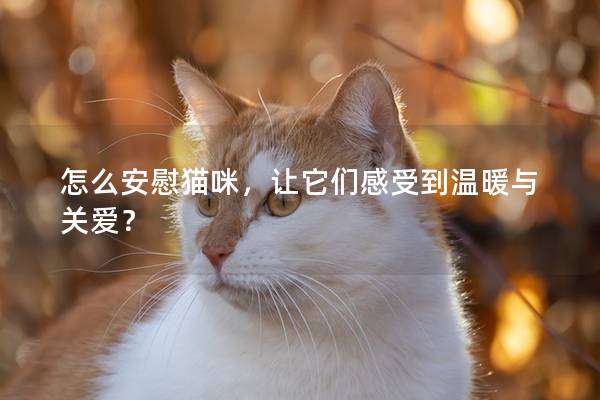 怎么安慰猫咪，让它们感受到温暖与关爱？