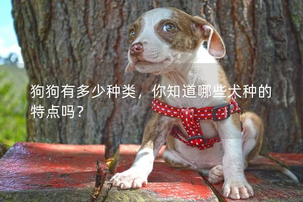 狗狗有多少种类，你知道哪些犬种的特点吗？