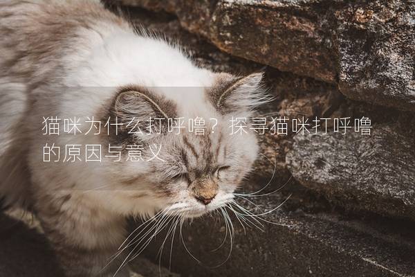 猫咪为什么打呼噜？探寻猫咪打呼噜的原因与意义