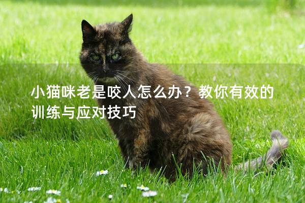 小猫咪老是咬人怎么办？教你有效的训练与应对技巧