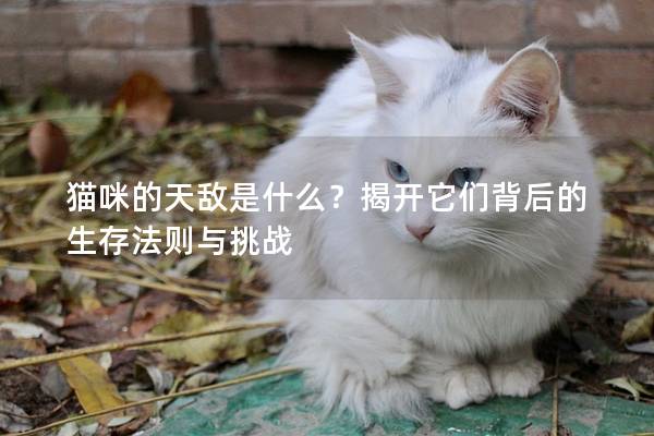 猫咪的天敌是什么？揭开它们背后的生存法则与挑战