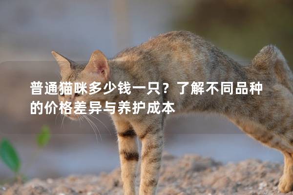 普通猫咪多少钱一只？了解不同品种的价格差异与养护成本