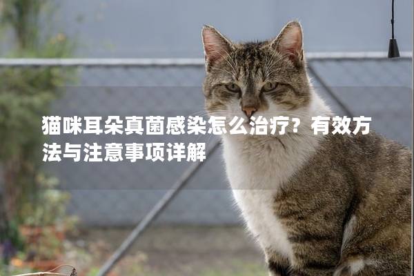 猫咪耳朵真菌感染怎么治疗？有效方法与注意事项详解