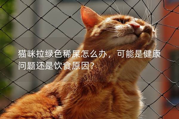 猫咪拉绿色稀屎怎么办，可能是健康问题还是饮食原因？