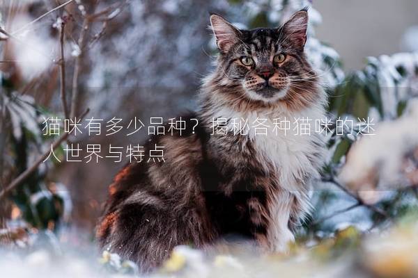 猫咪有多少品种？揭秘各种猫咪的迷人世界与特点