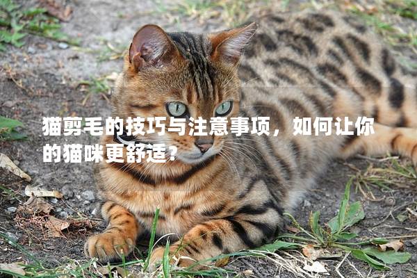 猫剪毛的技巧与注意事项，如何让你的猫咪更舒适？