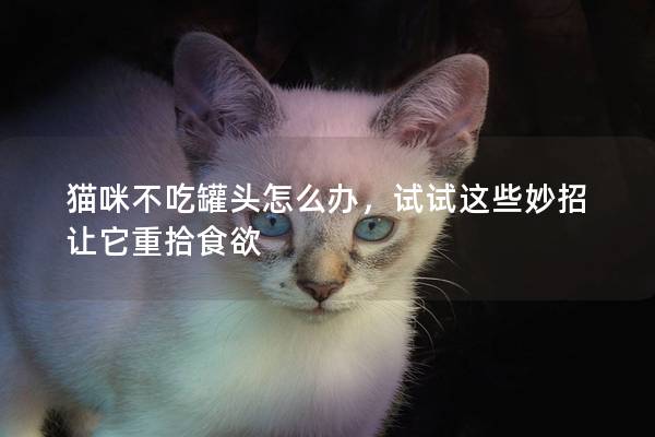 猫咪不吃罐头怎么办，试试这些妙招让它重拾食欲