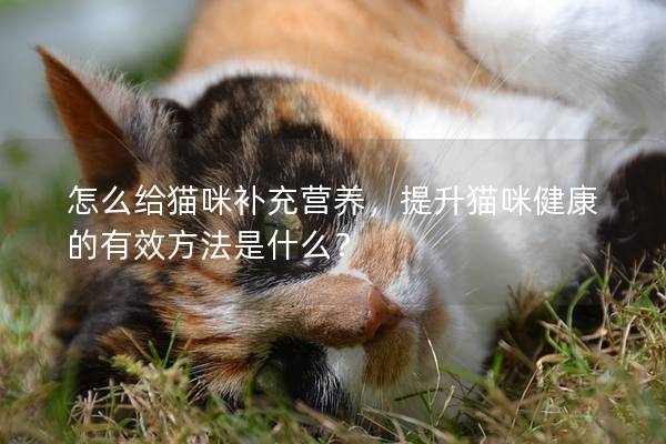 怎么给猫咪补充营养，提升猫咪健康的有效方法是什么？