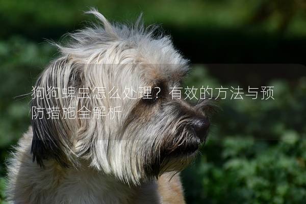 狗狗蜱虫怎么处理？有效的方法与预防措施全解析