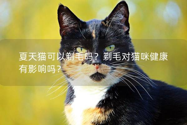 夏天猫可以剃毛吗？剃毛对猫咪健康有影响吗？