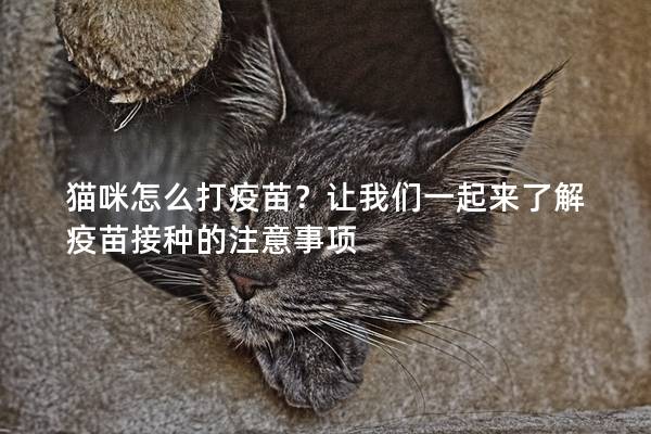 猫咪怎么打疫苗？让我们一起来了解疫苗接种的注意事项