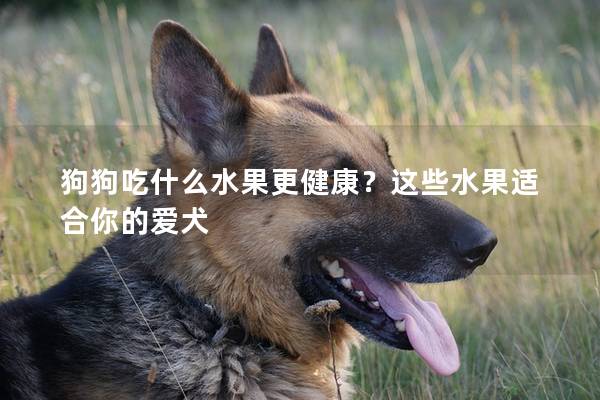 狗狗吃什么水果更健康？这些水果适合你的爱犬