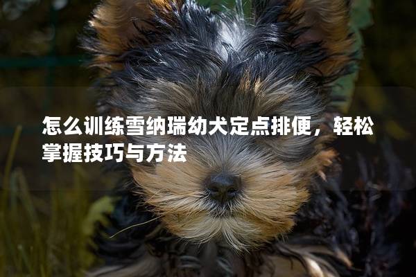 怎么训练雪纳瑞幼犬定点排便，轻松掌握技巧与方法