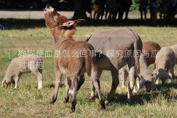 狗狗便血是怎么回事？探究原因与应对措施