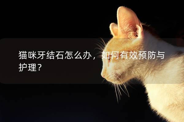 猫咪牙结石怎么办，如何有效预防与护理？