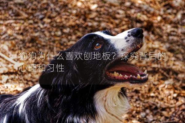 狗狗为什么喜欢刨地板？探究背后的心理和习性