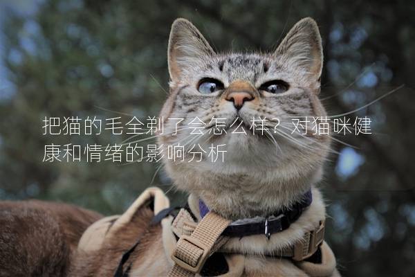 把猫的毛全剃了会怎么样？对猫咪健康和情绪的影响分析