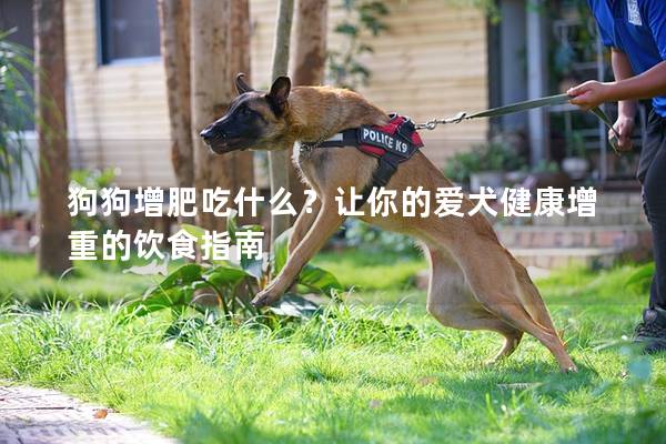 狗狗增肥吃什么？让你的爱犬健康增重的饮食指南