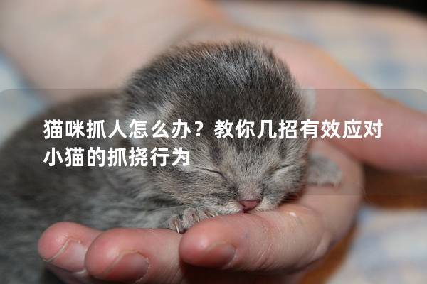 猫咪抓人怎么办？教你几招有效应对小猫的抓挠行为