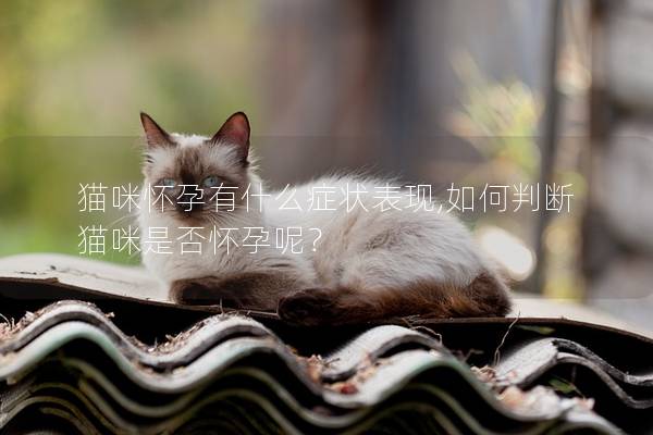 猫咪怀孕有什么症状表现,如何判断猫咪是否怀孕呢？