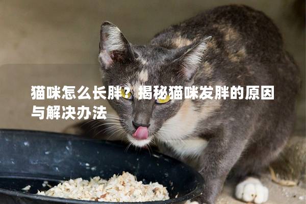 猫咪怎么长胖？揭秘猫咪发胖的原因与解决办法