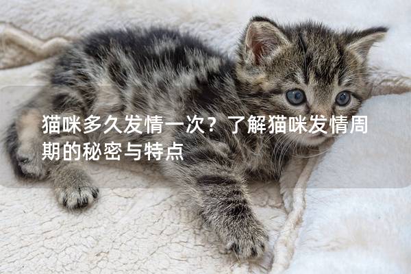 猫咪多久发情一次？了解猫咪发情周期的秘密与特点