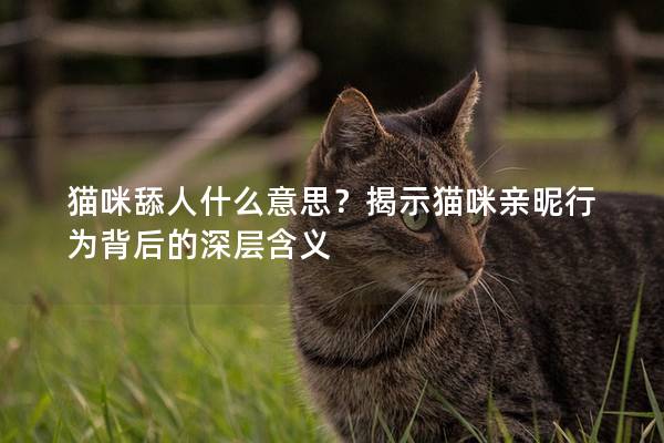 猫咪舔人什么意思？揭示猫咪亲昵行为背后的深层含义