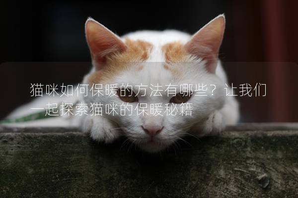 猫咪如何保暖的方法有哪些？让我们一起探索猫咪的保暖秘籍