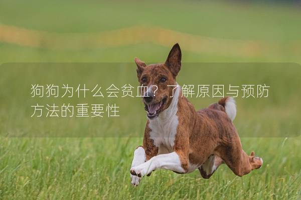 狗狗为什么会贫血？了解原因与预防方法的重要性