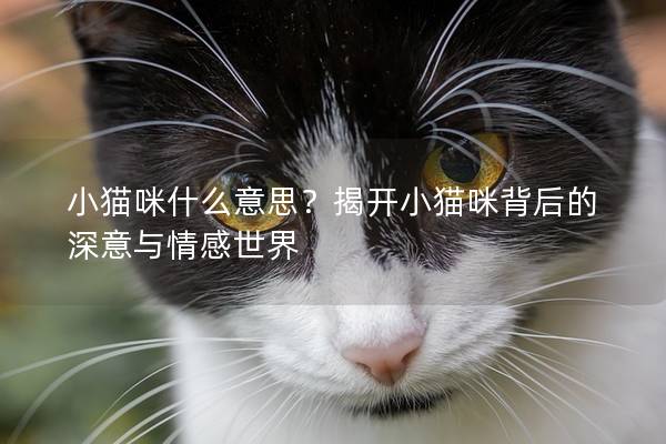 小猫咪什么意思？揭开小猫咪背后的深意与情感世界