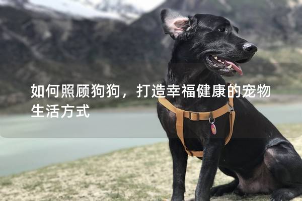 如何照顾狗狗，打造幸福健康的宠物生活方式