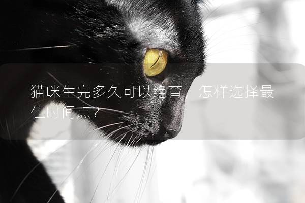 猫咪生完多久可以绝育，怎样选择最佳时间点？