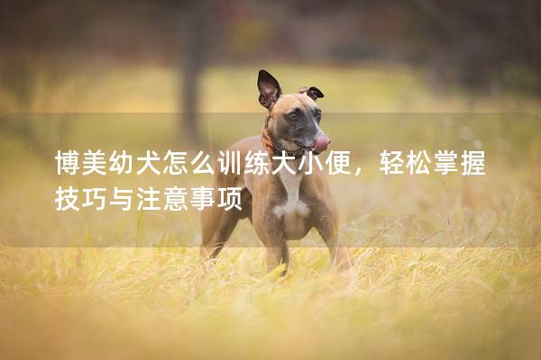 博美幼犬怎么训练大小便，轻松掌握技巧与注意事项