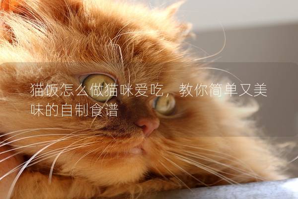 猫饭怎么做猫咪爱吃，教你简单又美味的自制食谱