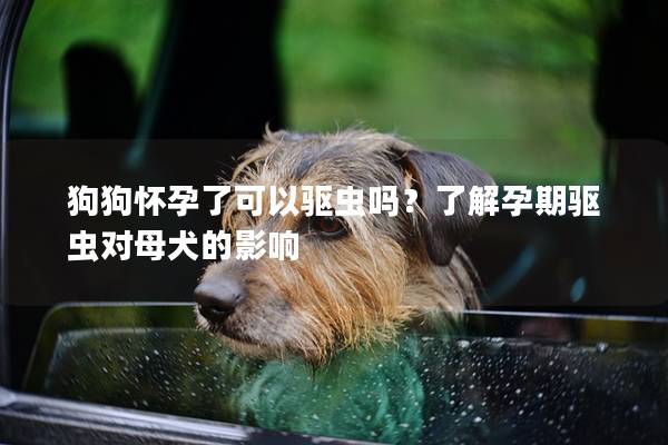 狗狗怀孕了可以驱虫吗？了解孕期驱虫对母犬的影响