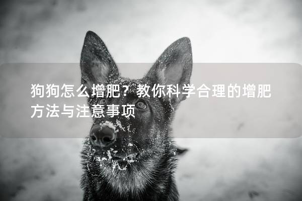 狗狗怎么增肥？教你科学合理的增肥方法与注意事项