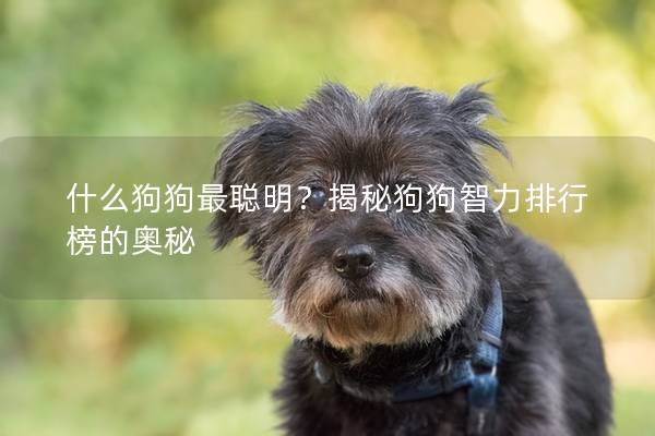 什么狗狗最聪明？揭秘狗狗智力排行榜的奥秘