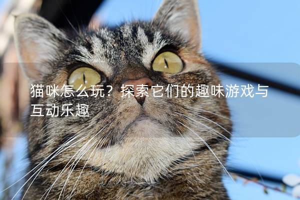 猫咪怎么玩？探索它们的趣味游戏与互动乐趣