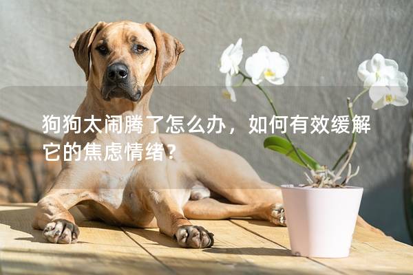 狗狗太闹腾了怎么办，如何有效缓解它的焦虑情绪？