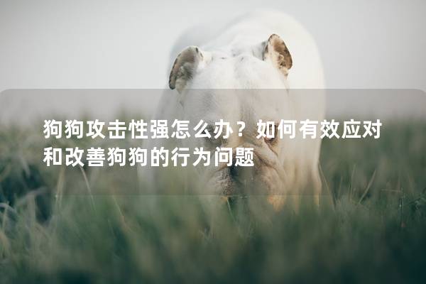 狗狗攻击性强怎么办？如何有效应对和改善狗狗的行为问题