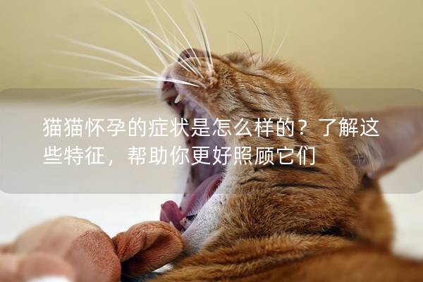 猫猫怀孕的症状是怎么样的？了解这些特征，帮助你更好照顾它们