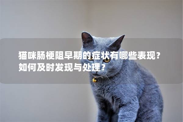 猫咪肠梗阻早期的症状有哪些表现？如何及时发现与处理？