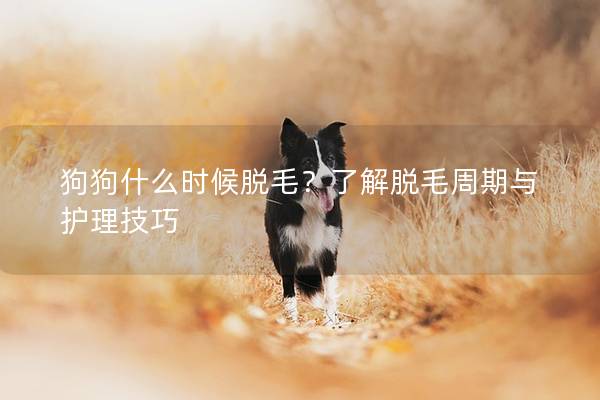 狗狗什么时候脱毛？了解脱毛周期与护理技巧