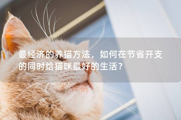 最经济的养猫方法，如何在节省开支的同时给猫咪最好的生活？