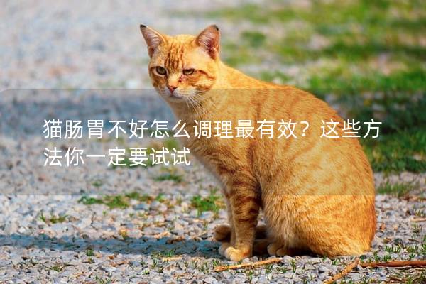 猫肠胃不好怎么调理最有效？这些方法你一定要试试