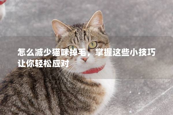 怎么减少猫咪掉毛，掌握这些小技巧让你轻松应对